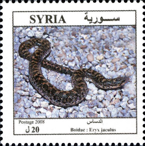 Javelin Sand Boa (Eryx jaculus)