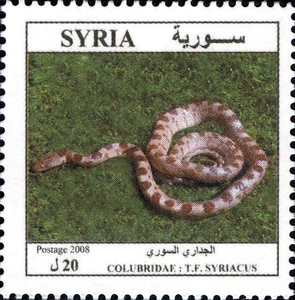 Syrian Cat Snake (Telescopus fallax syriacus)
