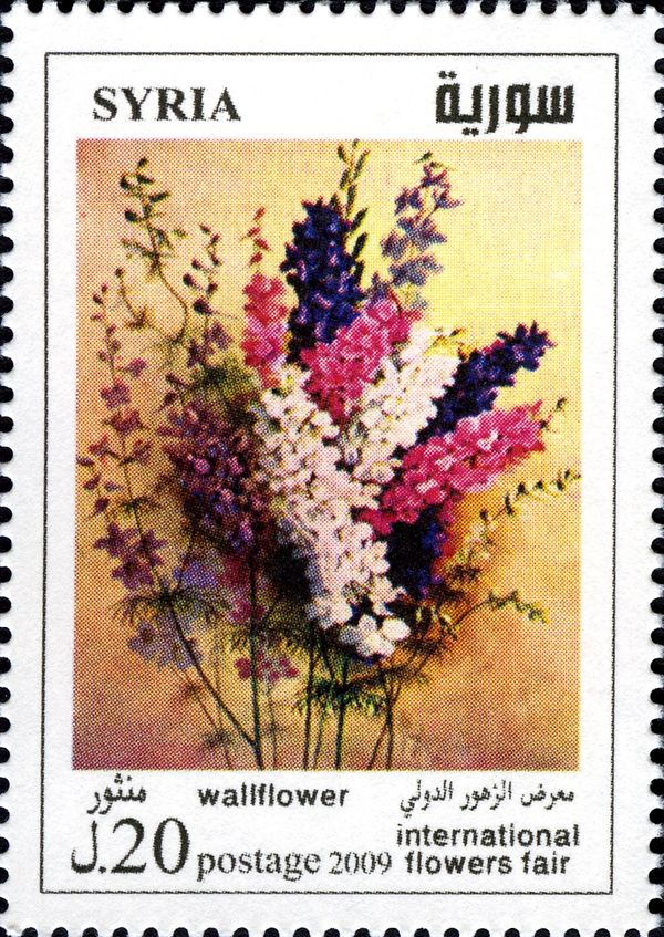 Wallflower
