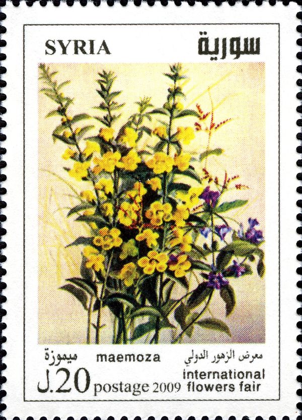 Maemoza