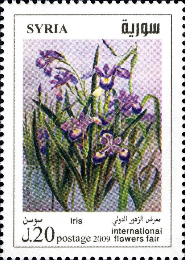 Iris