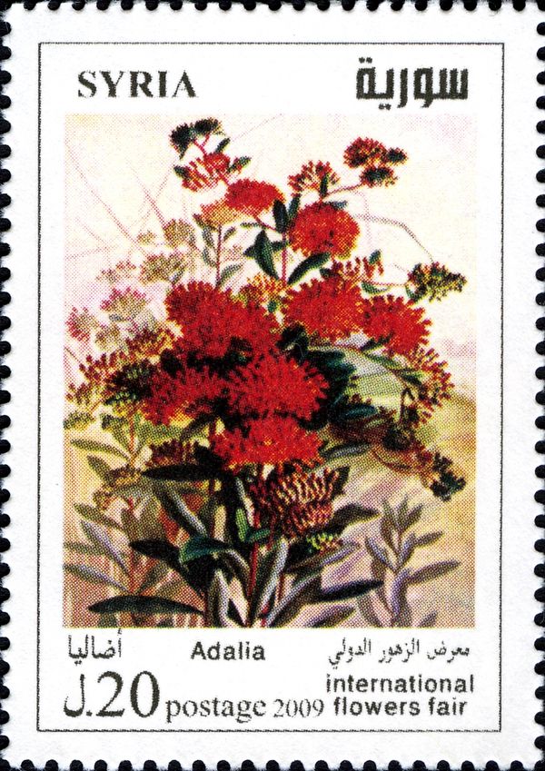 Adalia