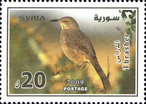Curve-billed Thrasher (Toxostoma curvirostre)