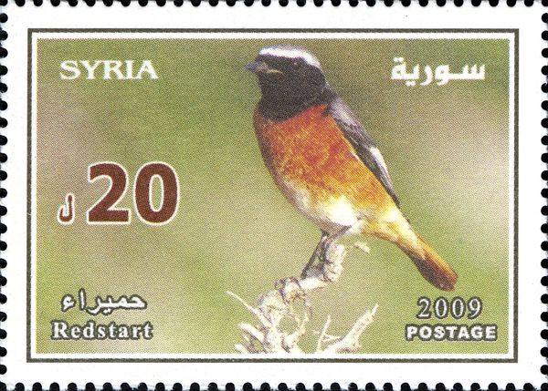 Common Redstart (Phoenicurus phoenicurus) 