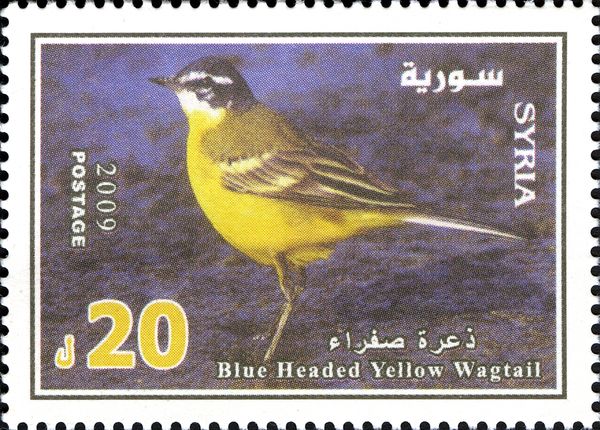 Yellow Wagtail (Motacilla flava)