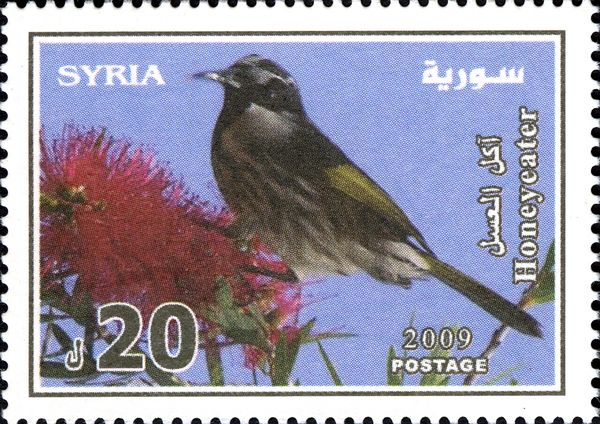 White-cheeked Honeyeater (Phylidonyris nigra)