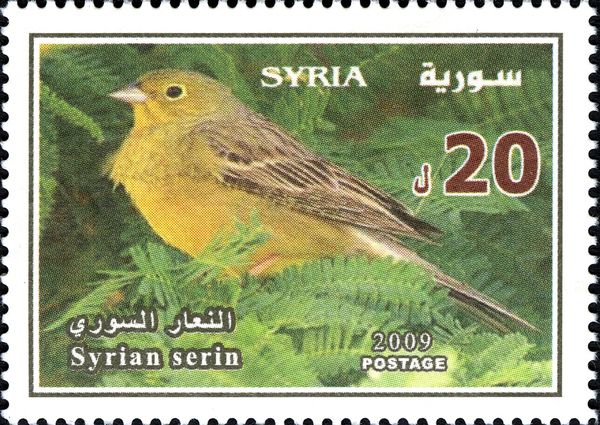 Cinereous Bunting (Emberiza cineracea)