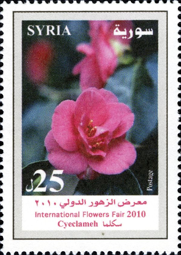 Cyclamen