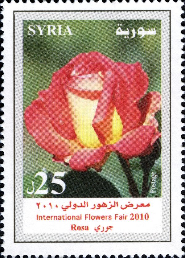 Rose