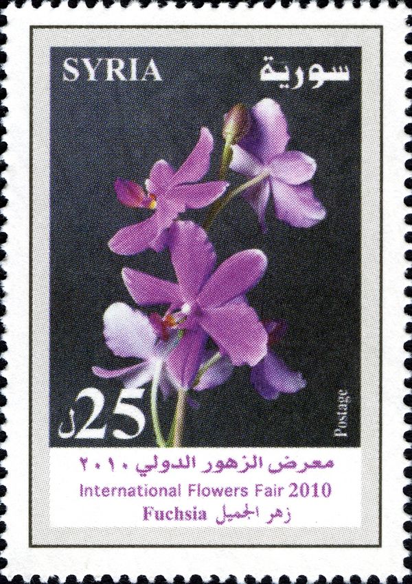 Fuchsia