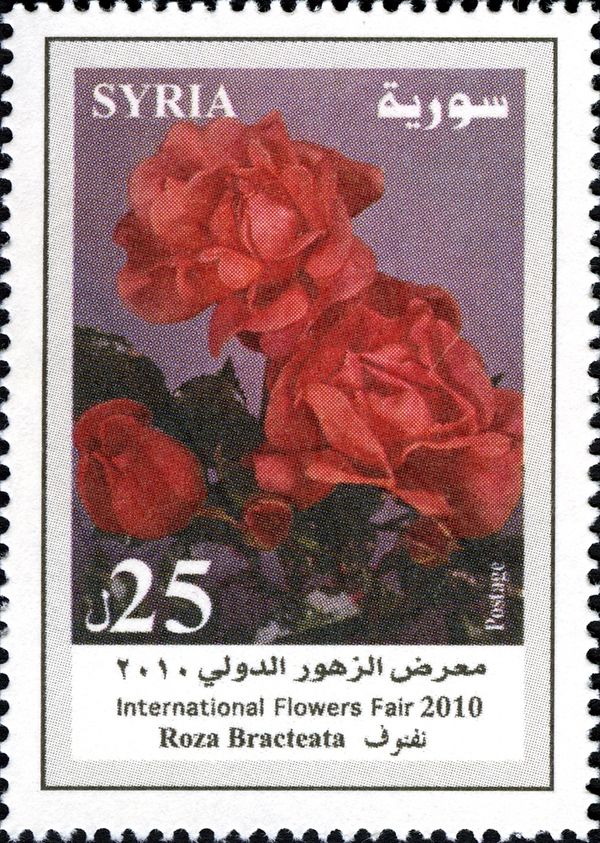 Rosa bracteata