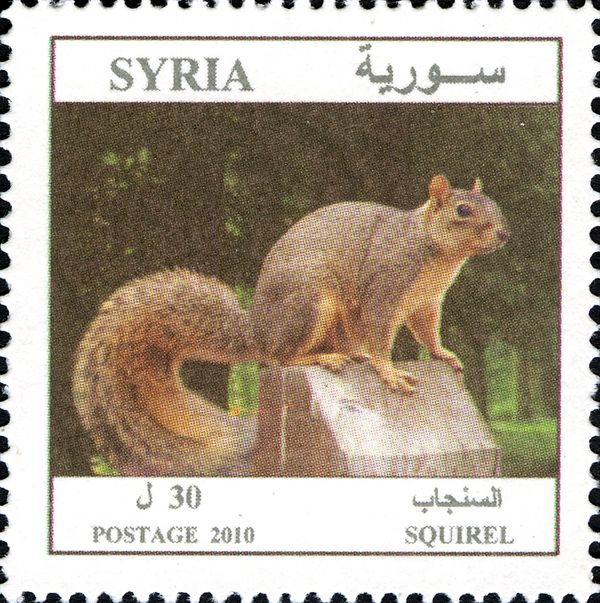 Caucasian Squirrel (Sciurus anomalus)