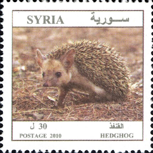 Common Long-eared Hedgehog (Hemiechinus auritus)