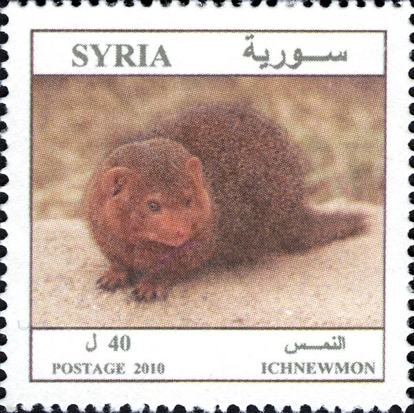 Egyptian Mongoose (Herpestes ichneumon)