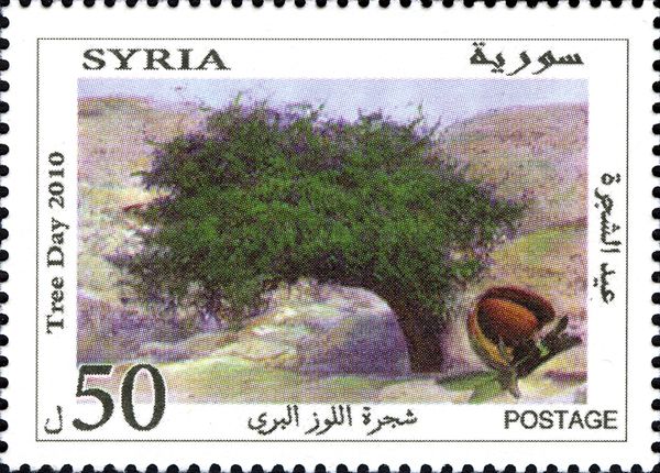 Tree Day - Almond