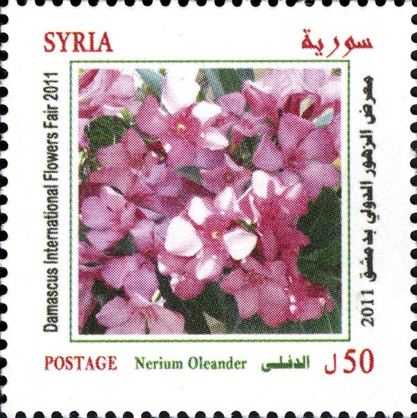 Nerium Oleander