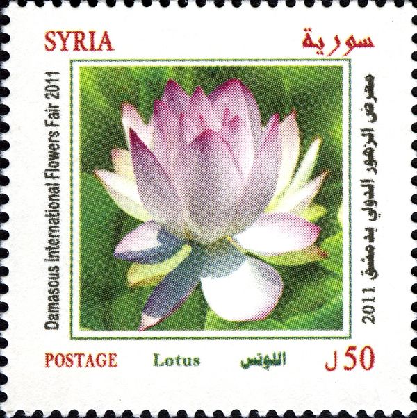 Lotus