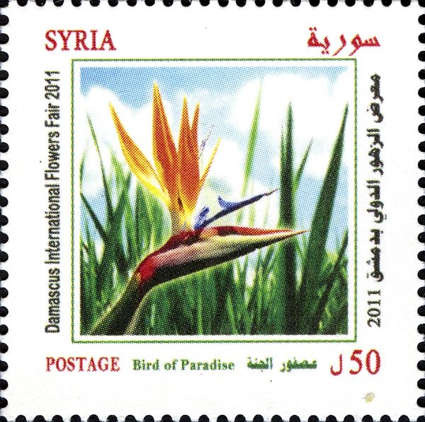 Bird of Paradise