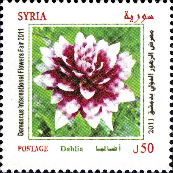Dahlia