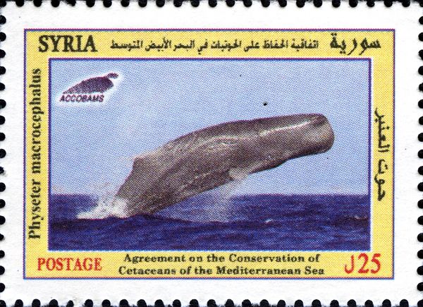 Sperm Whale (Physeter macrocephalus)