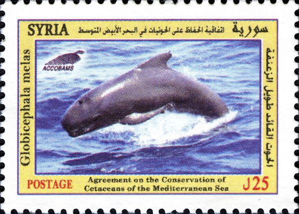 Long-finned Pilot Whale (Globicephala melas)
