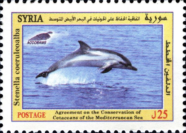 Striped Dolphin (Stenella coeruleoalba)