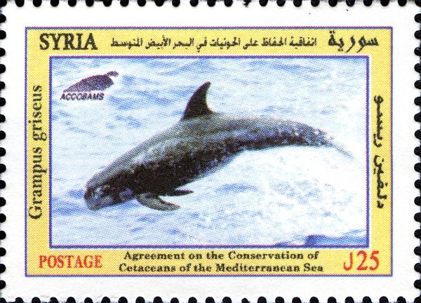 Risso's Dolphin (Grampus griseus)