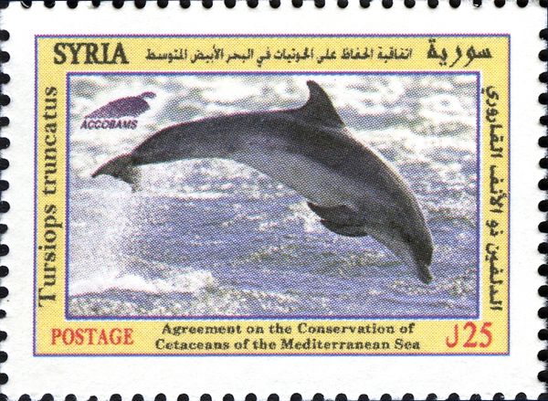 Common Bottlenose Dolphin (Tursiops truncatus)