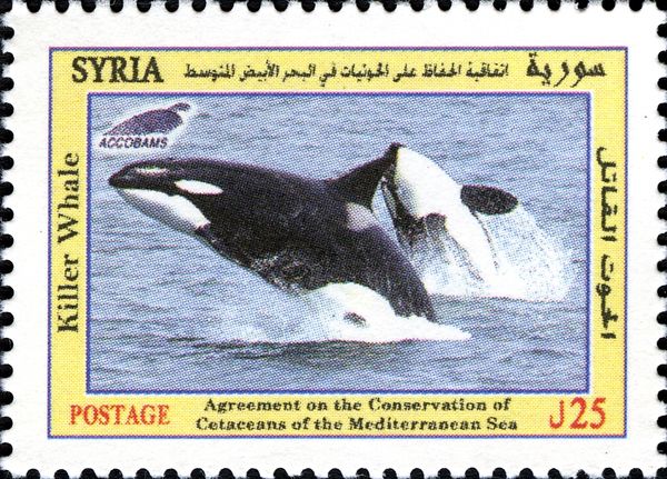 Killer Whale (Orcinus orca)