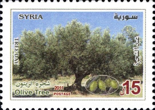 Olive Tree