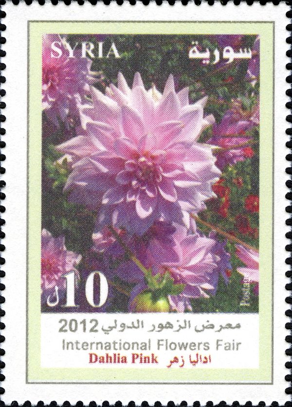 Dahlia Pink