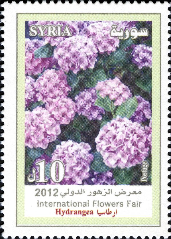 Hydrangea