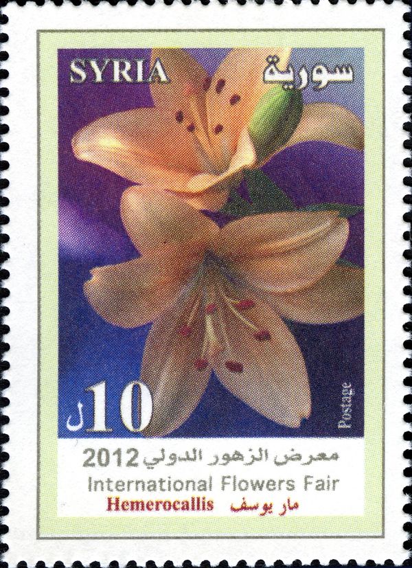 Hemerocallis