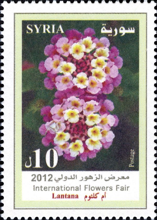 Lantana