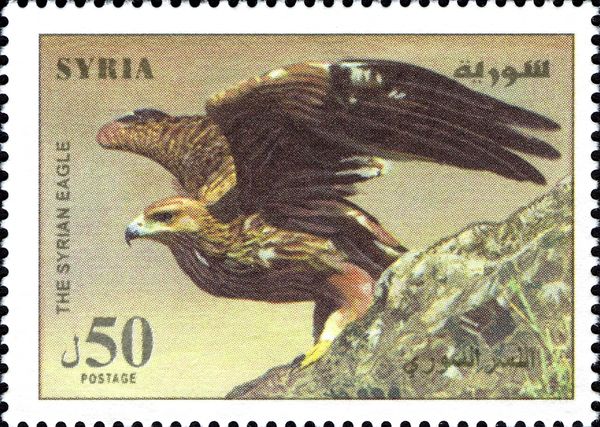 Golden Eagle (Aquila chrysaetos)