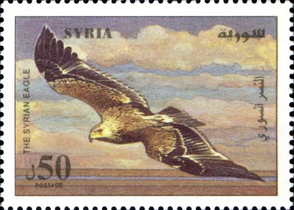 Golden Eagle (Aquila chrysaetos)
