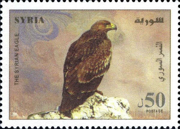 Golden Eagle (Aquila chrysaetos)