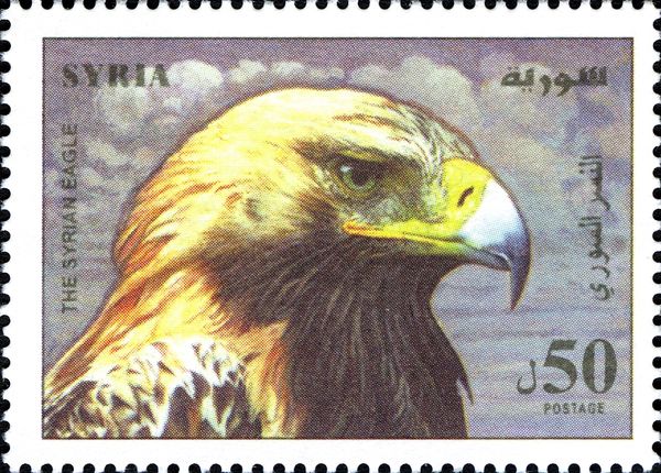 Golden Eagle (Aquila chrysaetos)