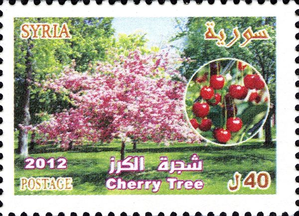Cherry Tree