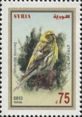 Syrian Serin (Serinus syriacus)