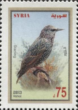 Starling (Sturnus vulgaris)