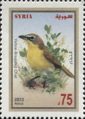Yellow-breasted Chat (Icteria virens)