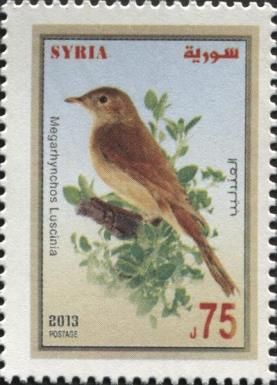 Common Nightingale (Luscinia megarhynchos)