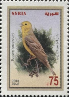 Cinereous Bunting (Emberiza cineracea)