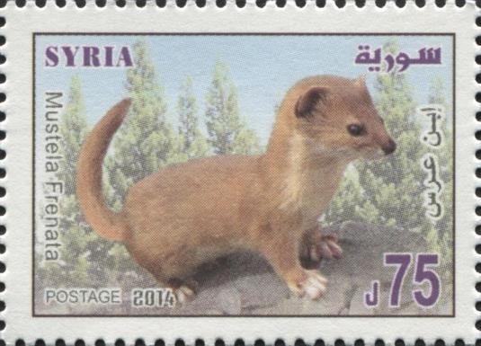 Mustela frenata - Long-tailed Weasel