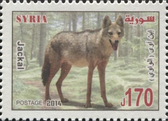 Syrian Jackal (Canis aureus syriacus)