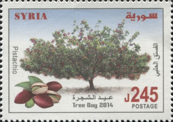 Tree Day - Pistachio