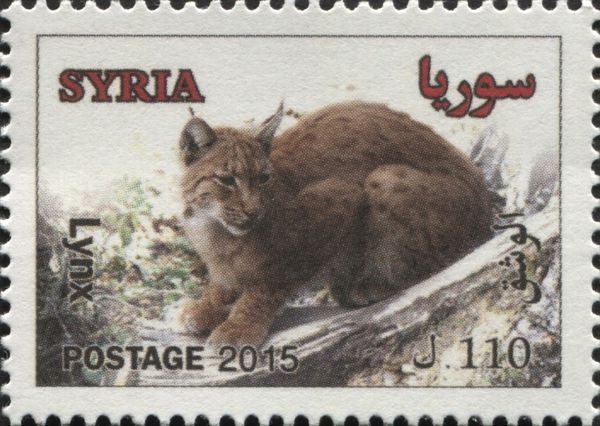 Eurasian Lynx (Lynx lynx)