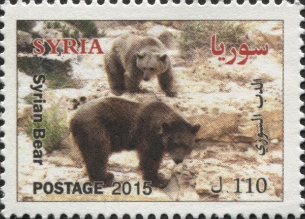 Syrian Brown Bear (Ursus arctos syriacus)