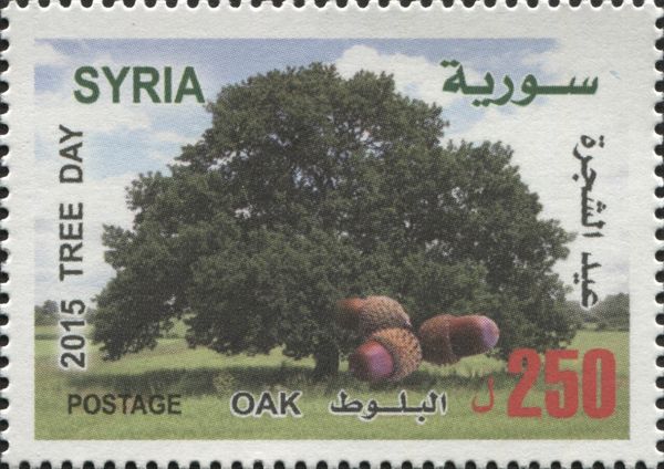 Tree Day - Oak